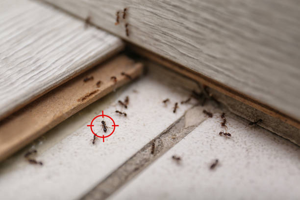 Trusted Auburn, NY Pest Control Experts