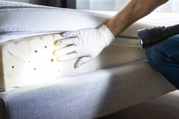Best Bed Bug Extermination  in Auburn, NY